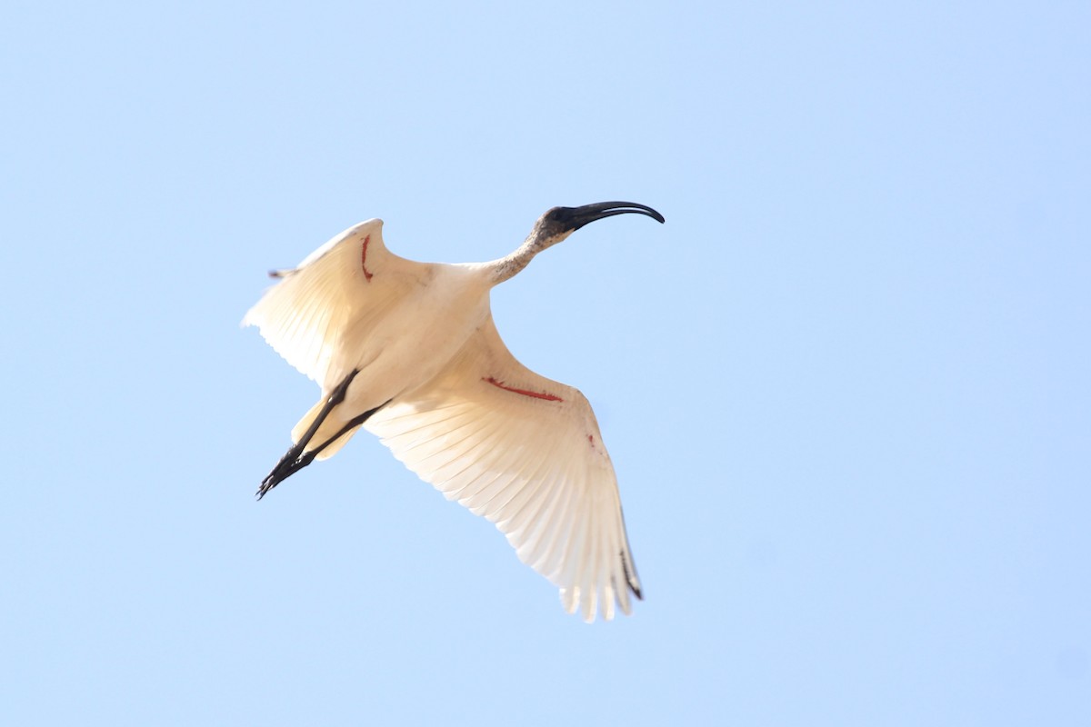 Black-headed Ibis - ML617516208