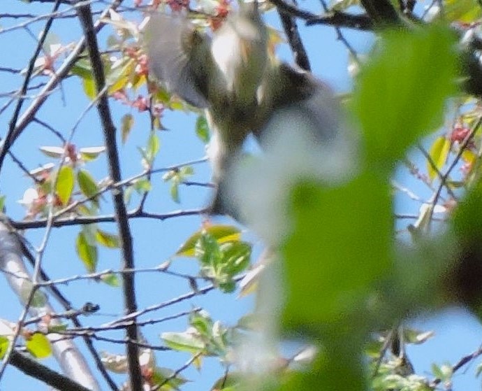 Ruby-crowned Kinglet - ML617516214