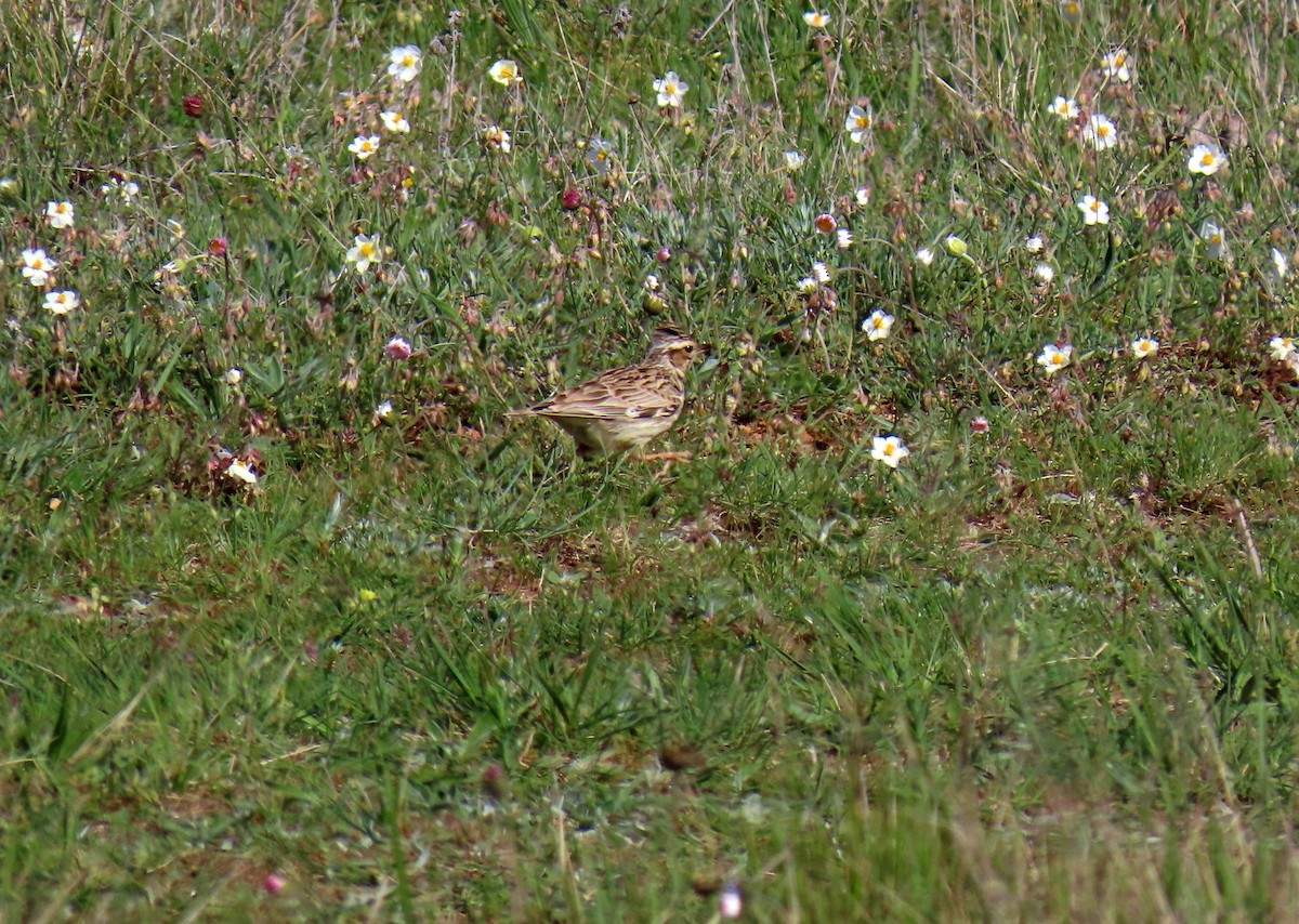 Wood Lark - ML617516215