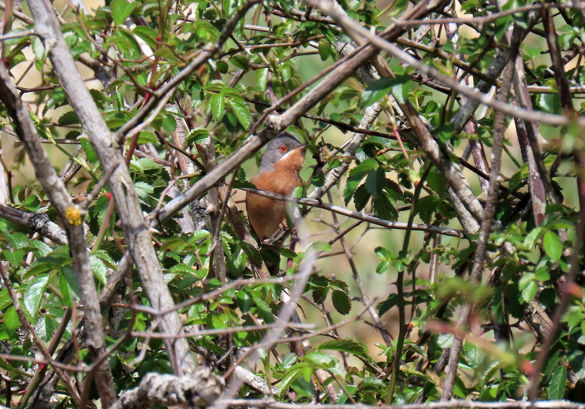 Western Subalpine Warbler - ML617516235