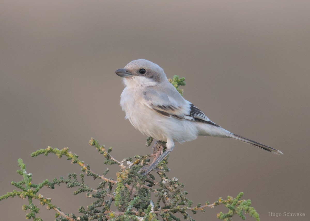 Great Gray Shrike - ML617516255