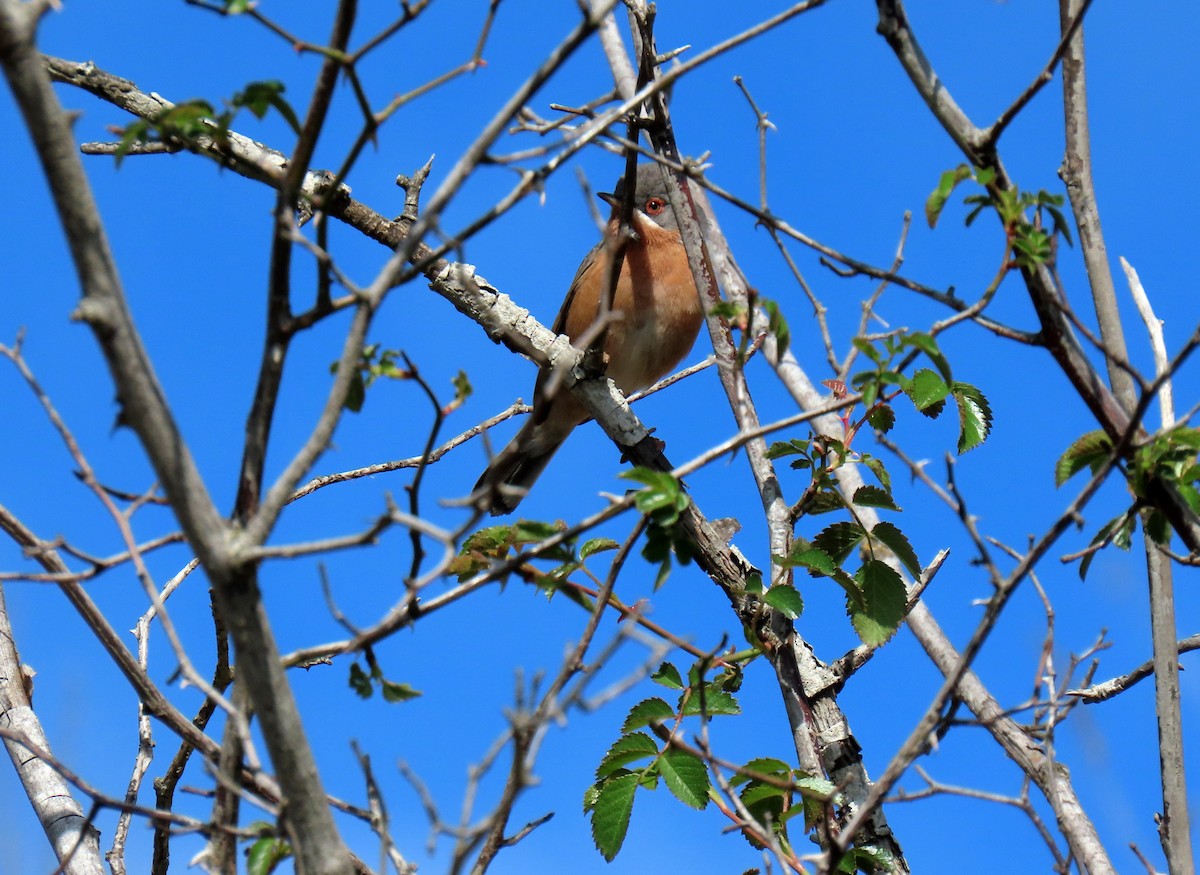 Western Subalpine Warbler - ML617516256