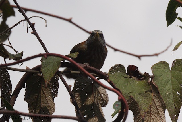 Streak-breasted Scimitar-Babbler - ML617516261