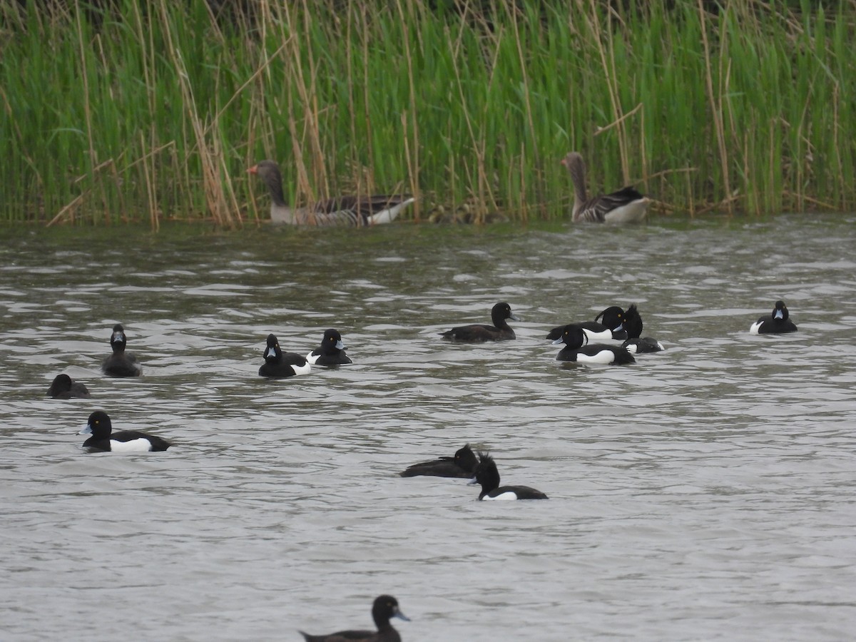 鳳頭潛鴨 - ML617516283