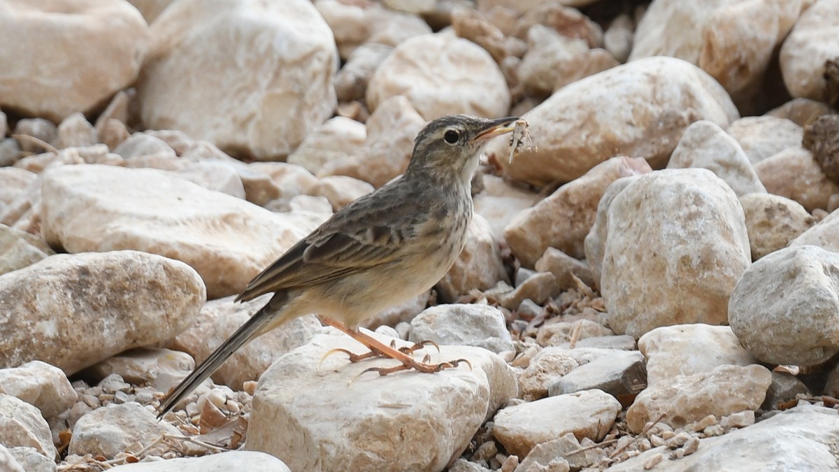 Long-billed Pipit - ML617516290