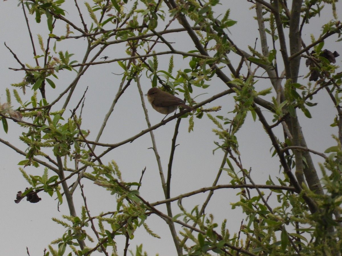 Common Chiffchaff - ML617516296