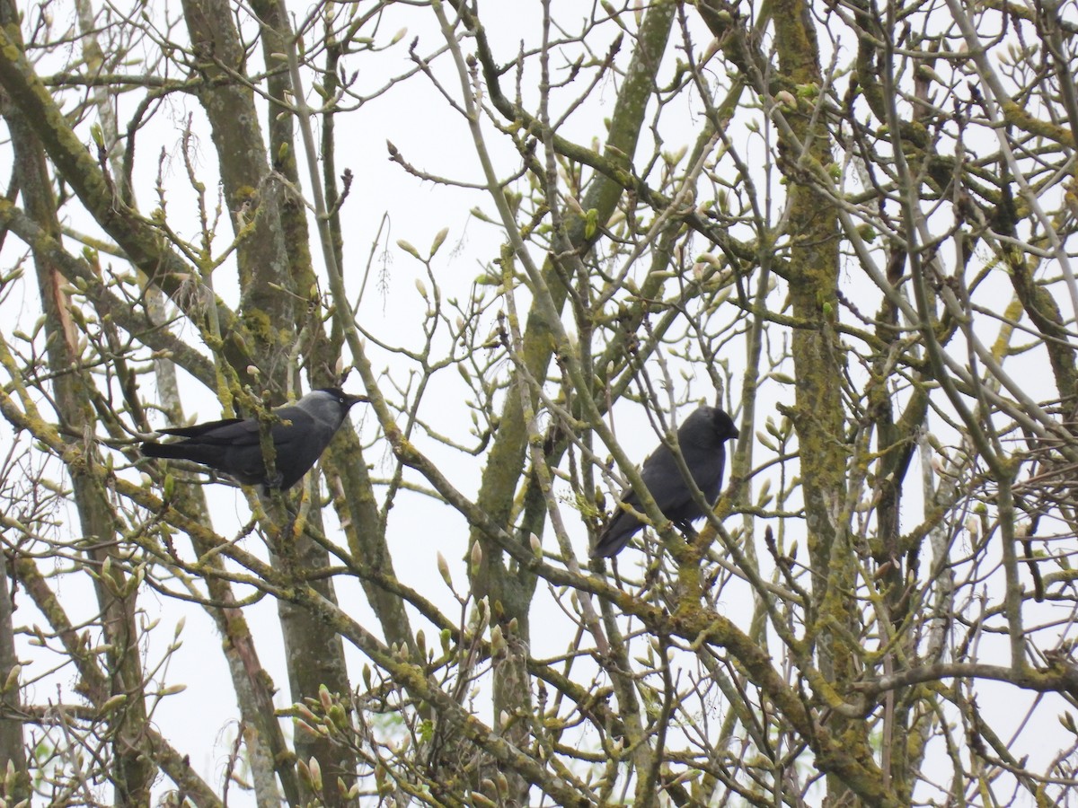 Eurasian Jackdaw - ML617516300