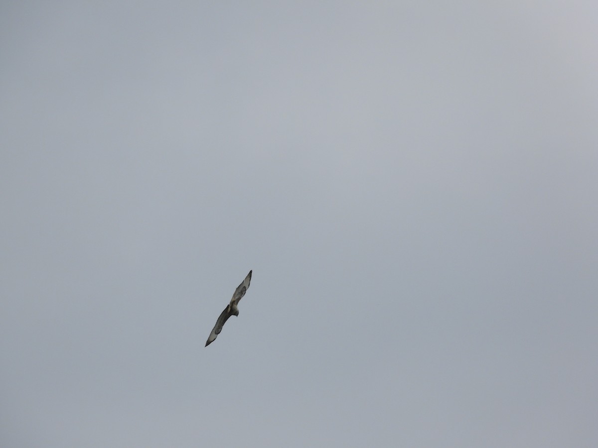 Common Buzzard - ML617516309