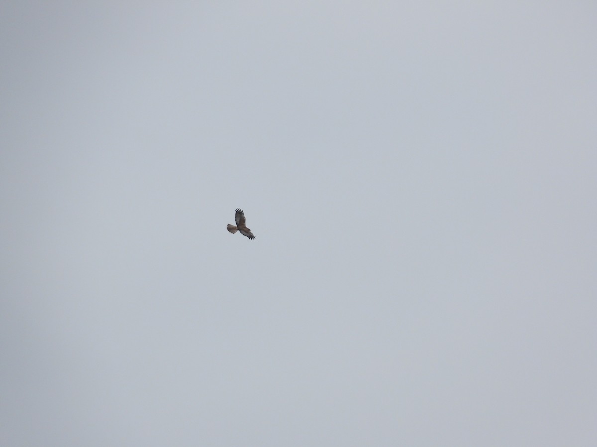 Common Buzzard - ML617516310