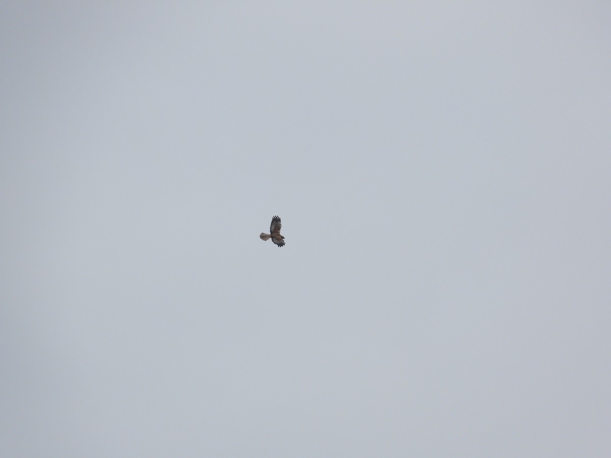 Buse variable - ML617516311