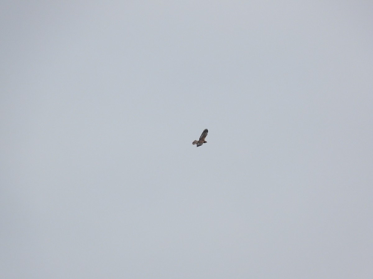 Common Buzzard - ML617516312