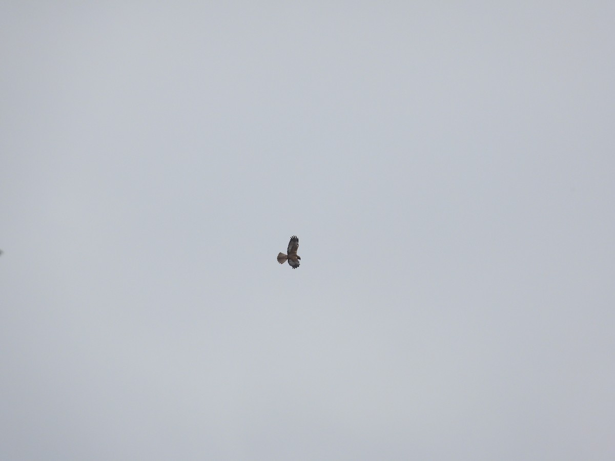 Common Buzzard - ML617516313