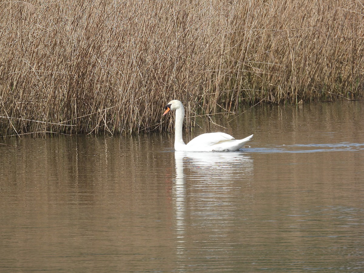 Cygne tuberculé - ML617516325
