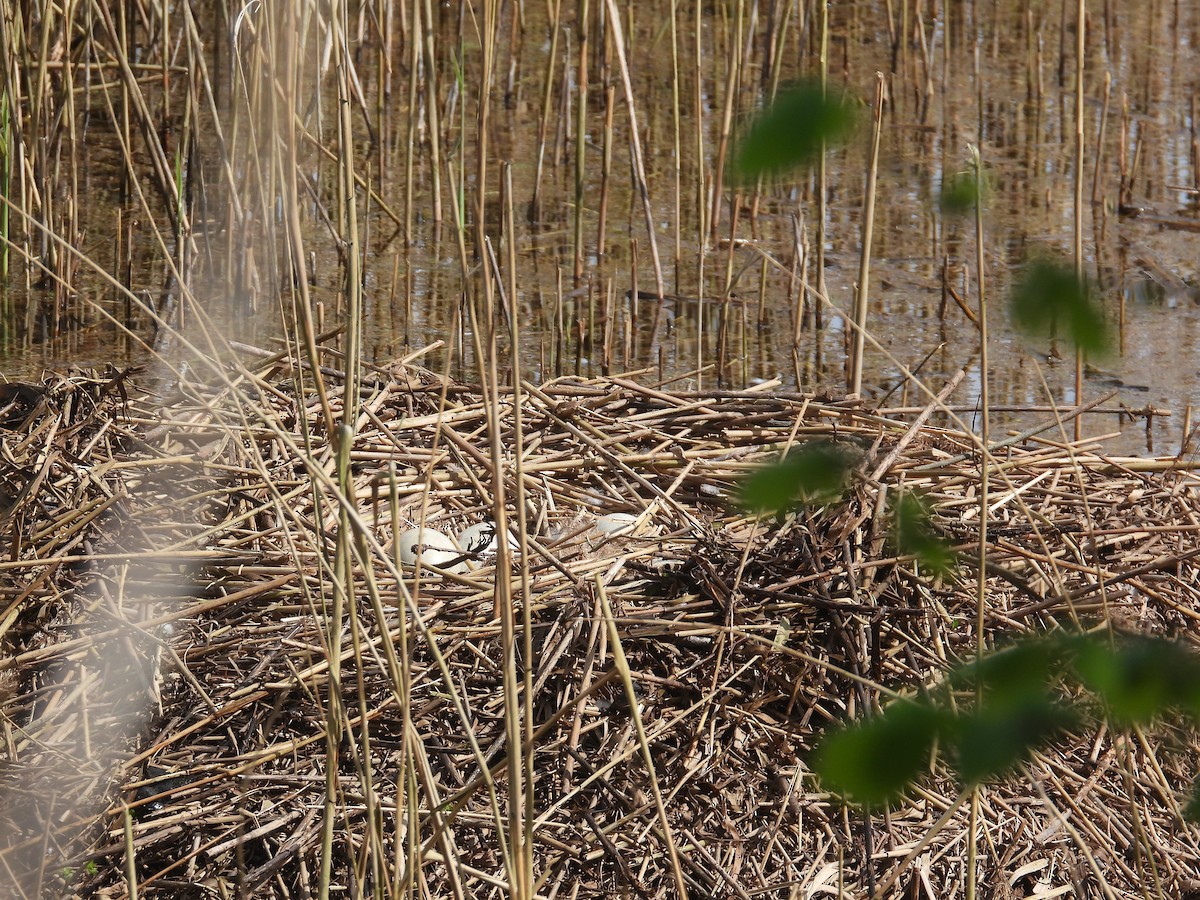 Cygne tuberculé - ML617516326