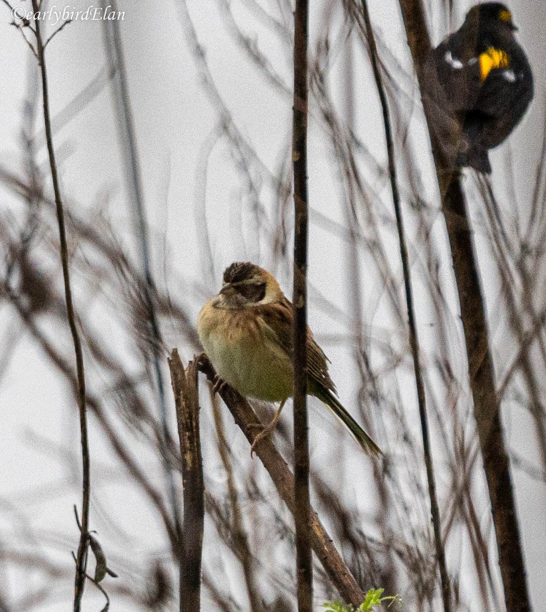 Ochre-rumped Bunting - Elan James