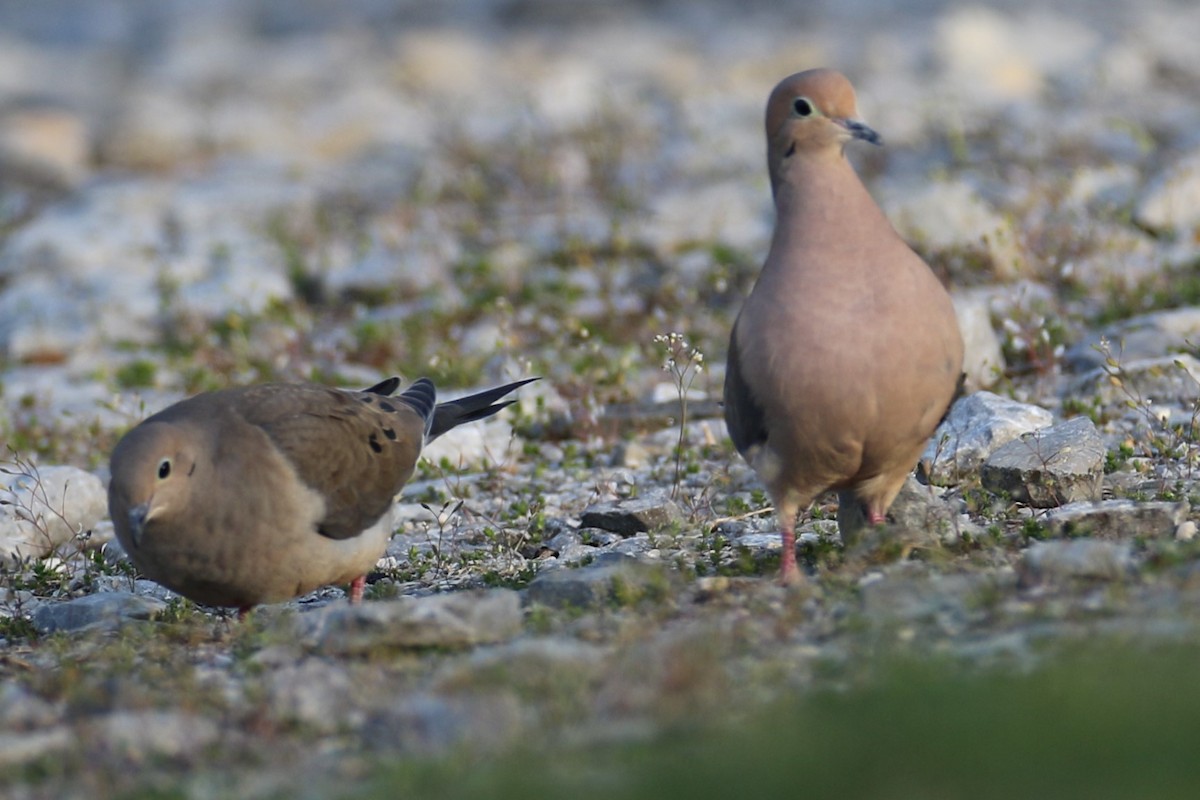 Mourning Dove - michael vedder