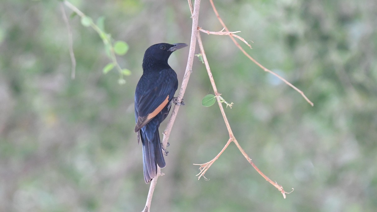 Tristram's Starling - ML617516345