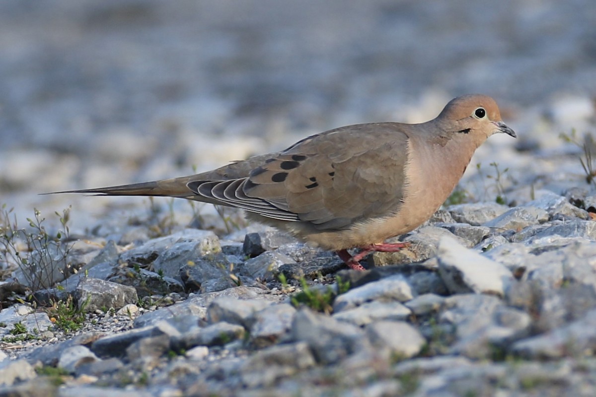 Mourning Dove - michael vedder