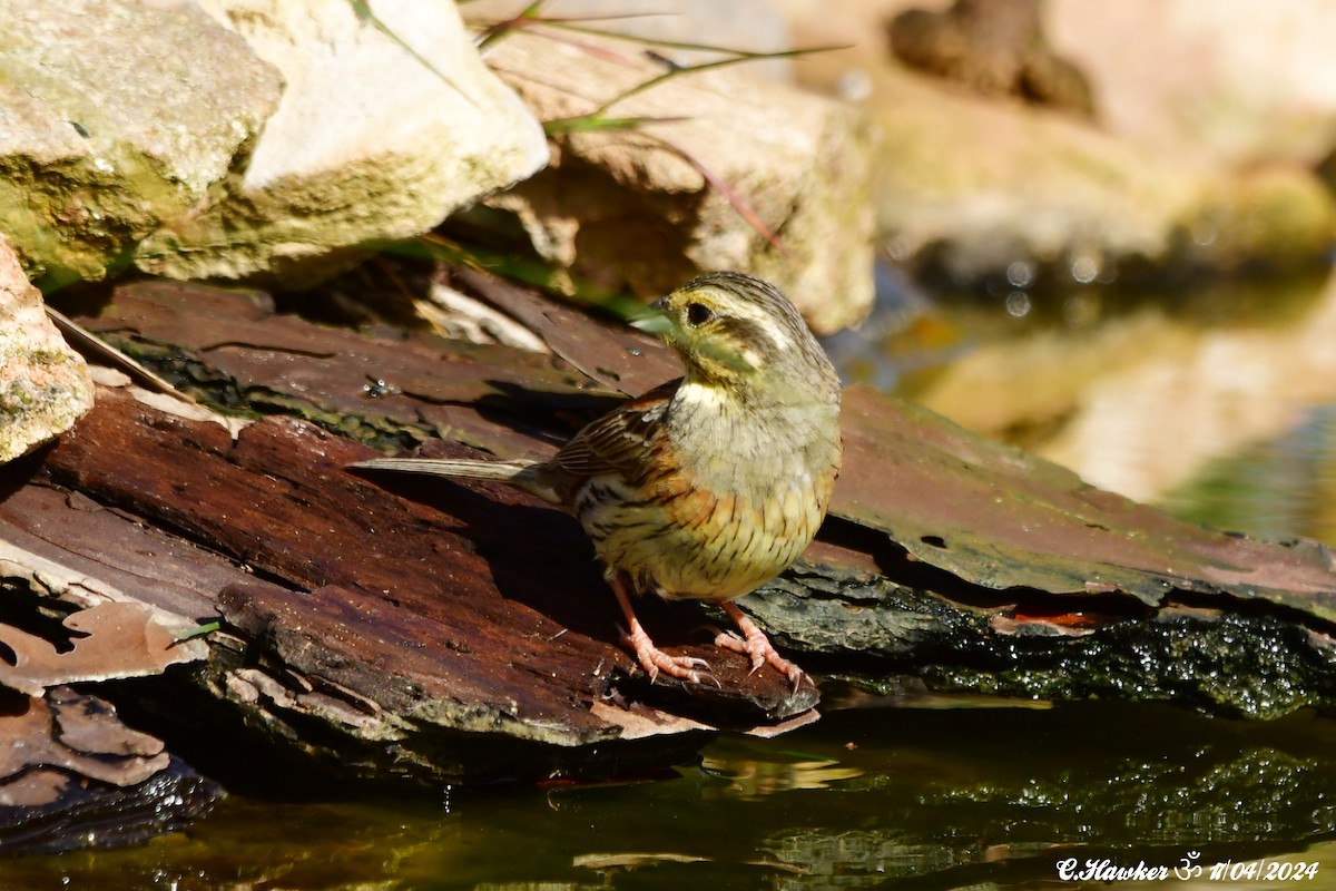 Hesi-berdantza - ML617516354