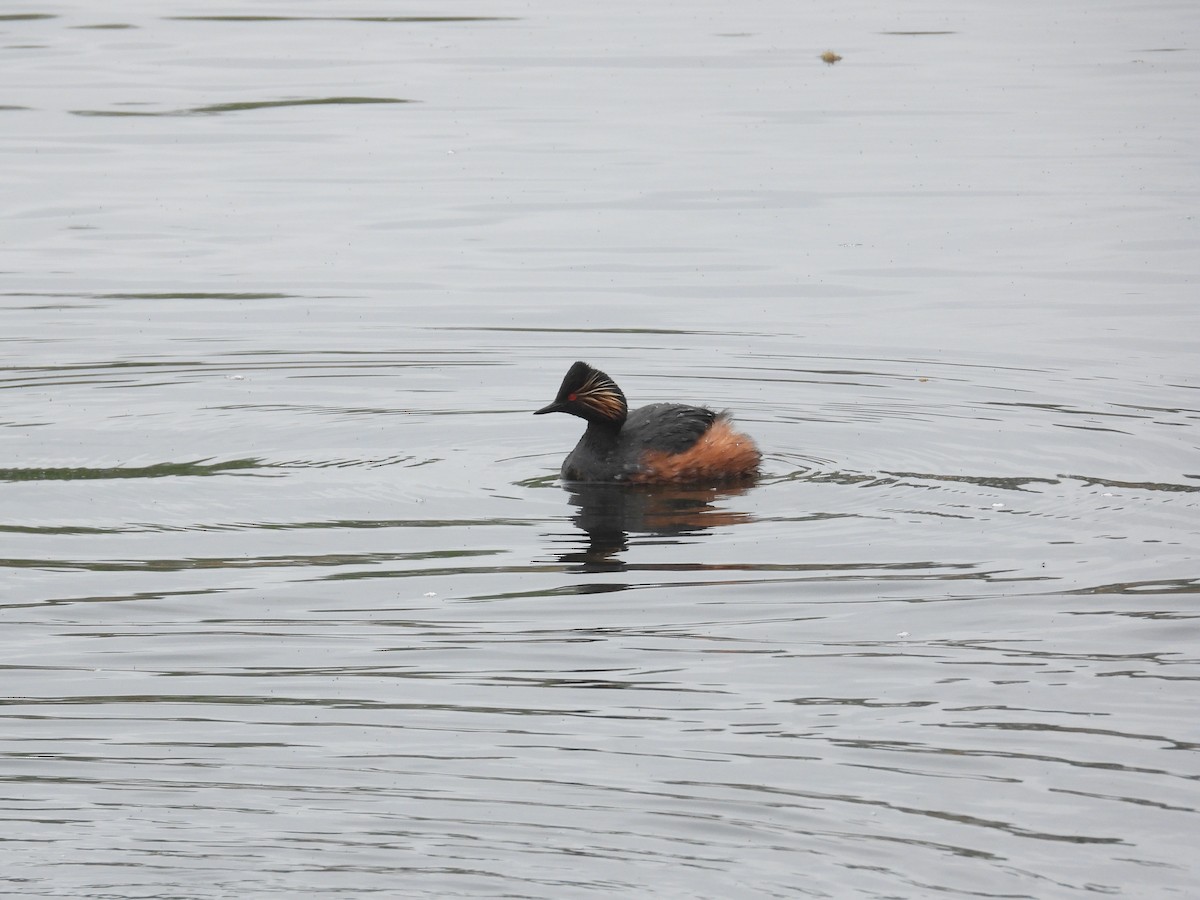 Eared Grebe - ML617516361