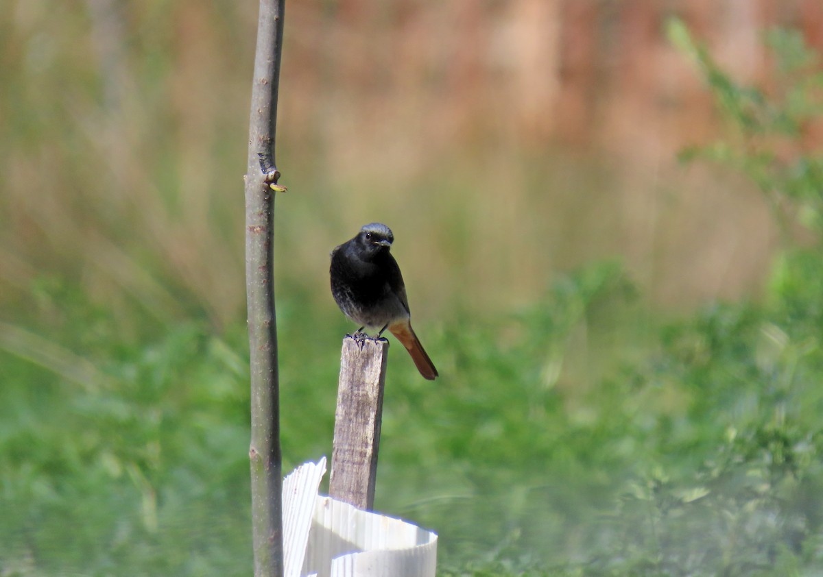 Black Redstart - ML617516368