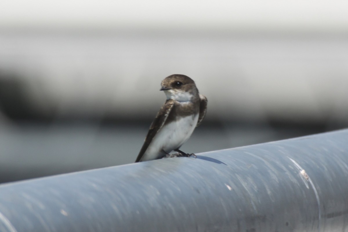 Bank Swallow - Clyde Blum