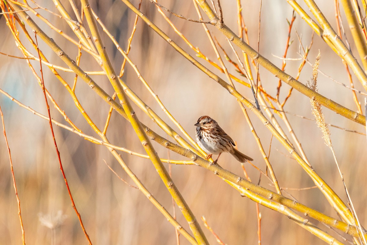 Song Sparrow - ML617516388