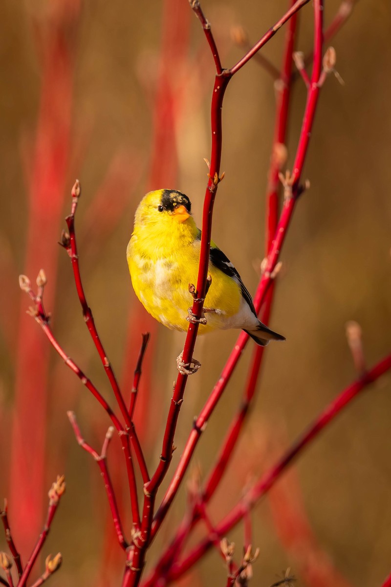 American Goldfinch - ML617516392