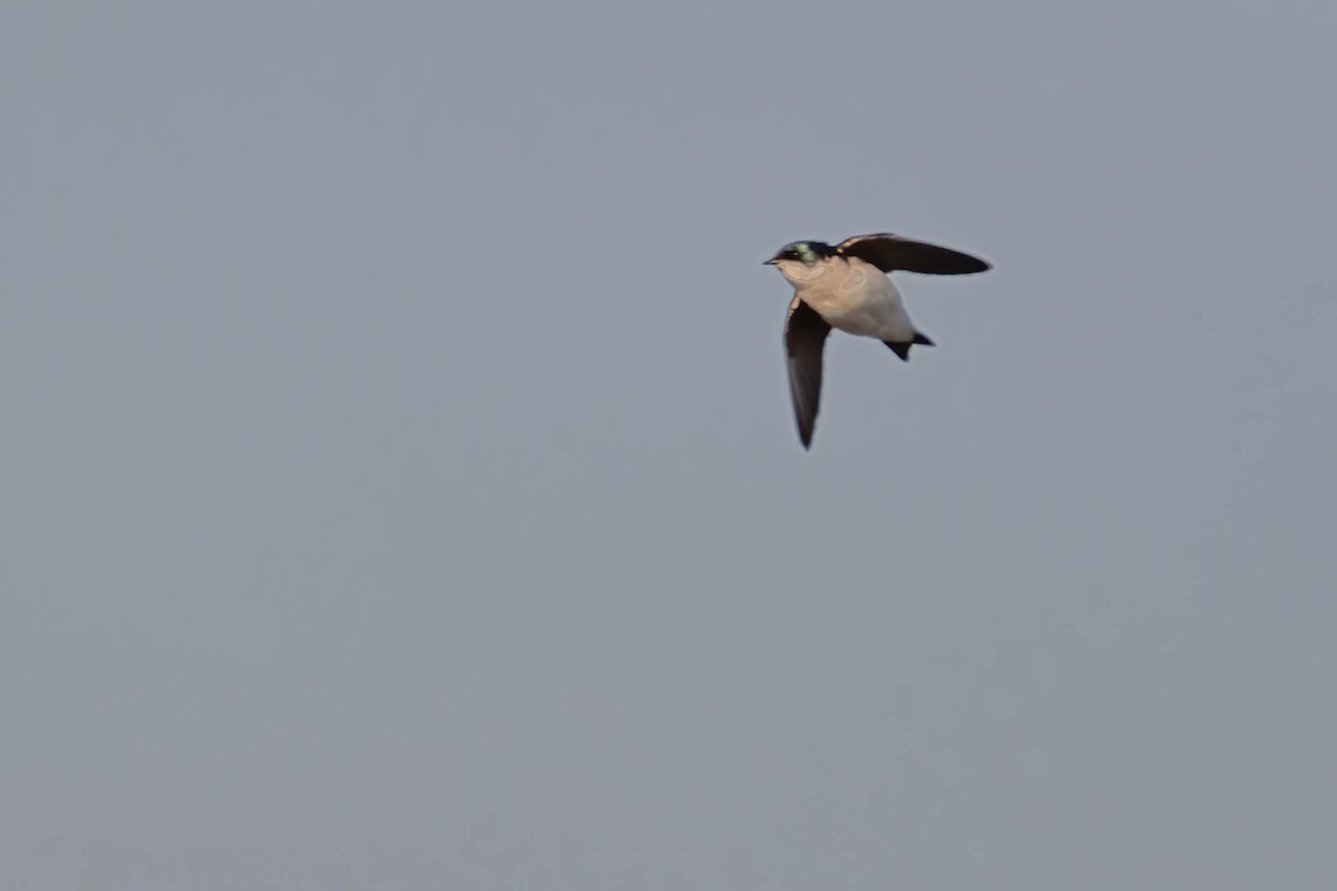 Golondrina Bicolor - ML617516395