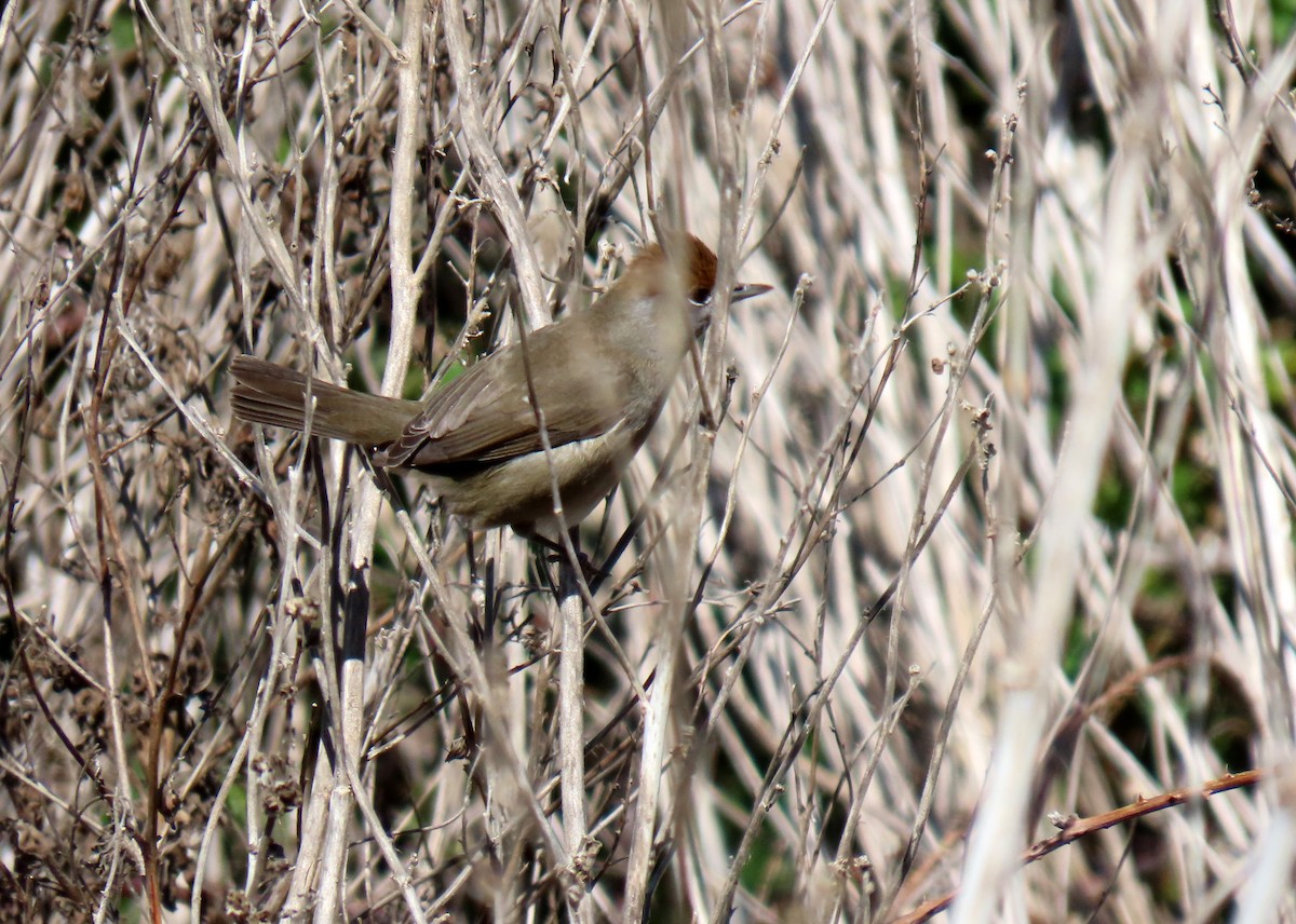 Eurasian Blackcap - ML617516402