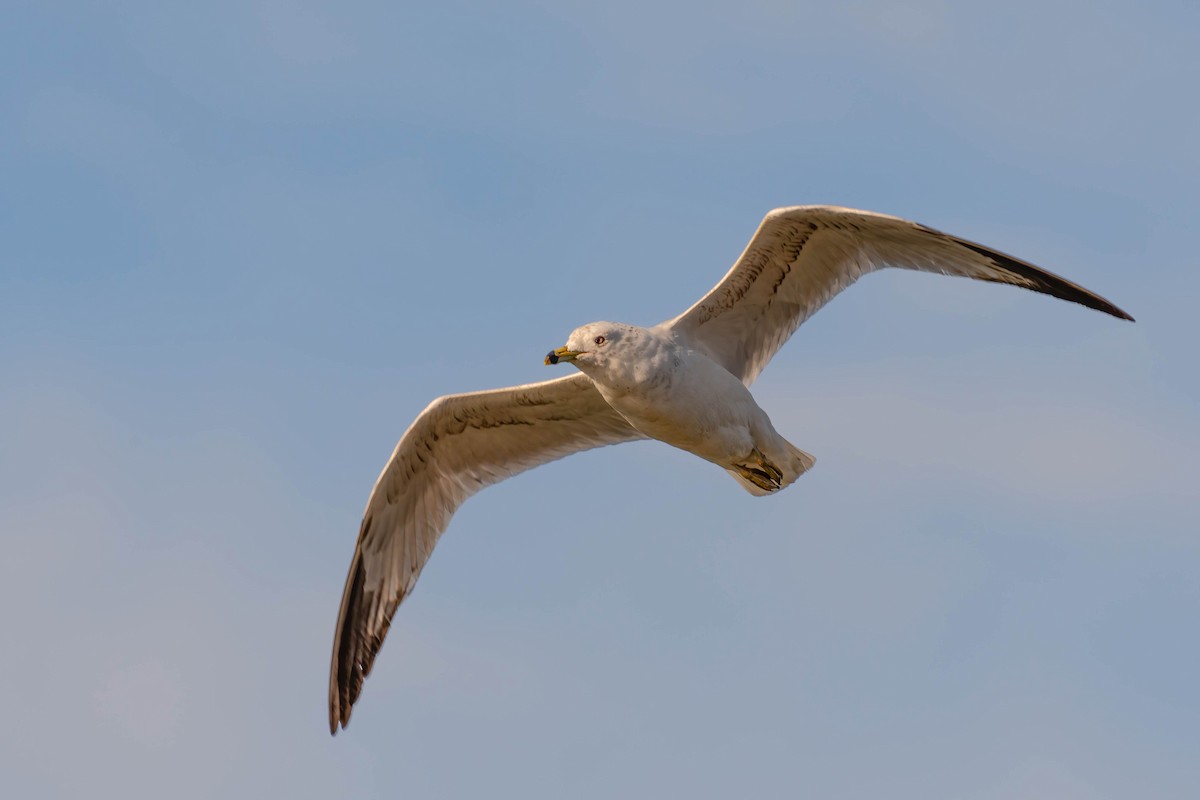 Ring-billed Gull - ML617516404