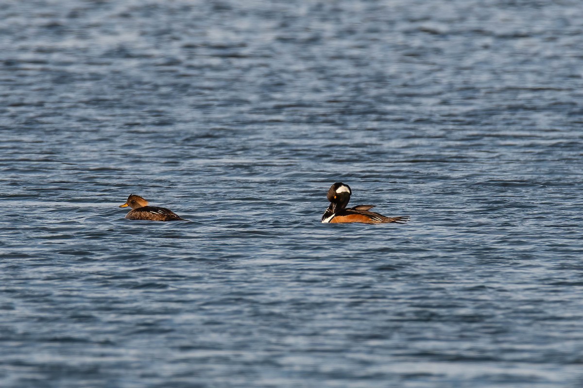 Hooded Merganser - ML617516408