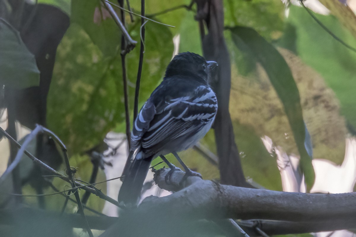 Black-backed Antshrike - ML617516410