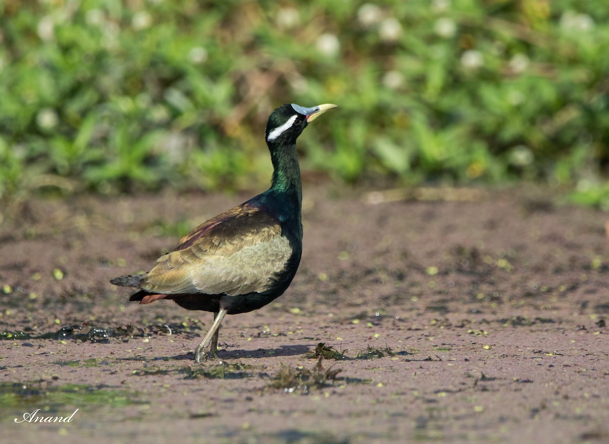 Bronze-winged Jacana - ML617516412