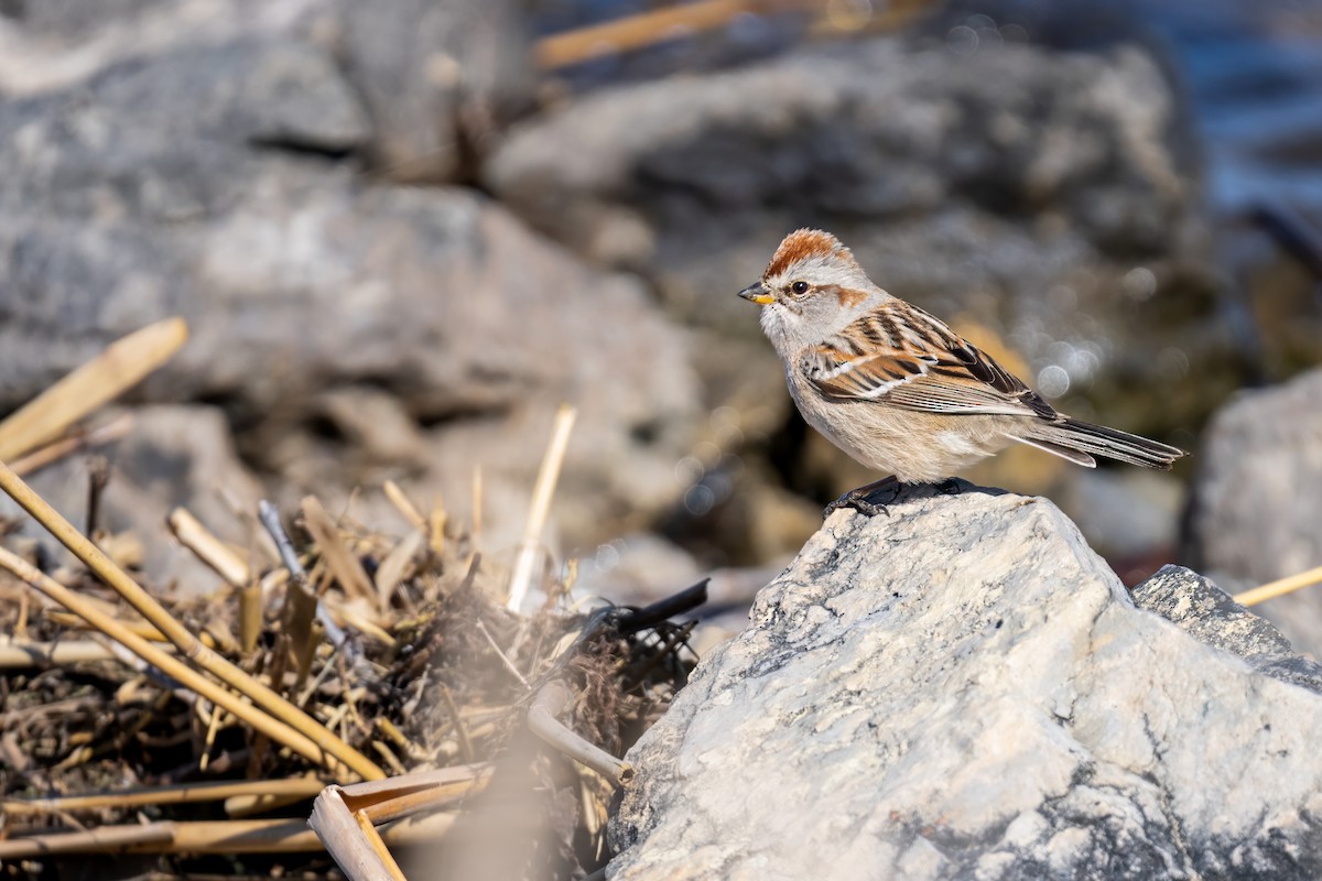 American Tree Sparrow - ML617516415