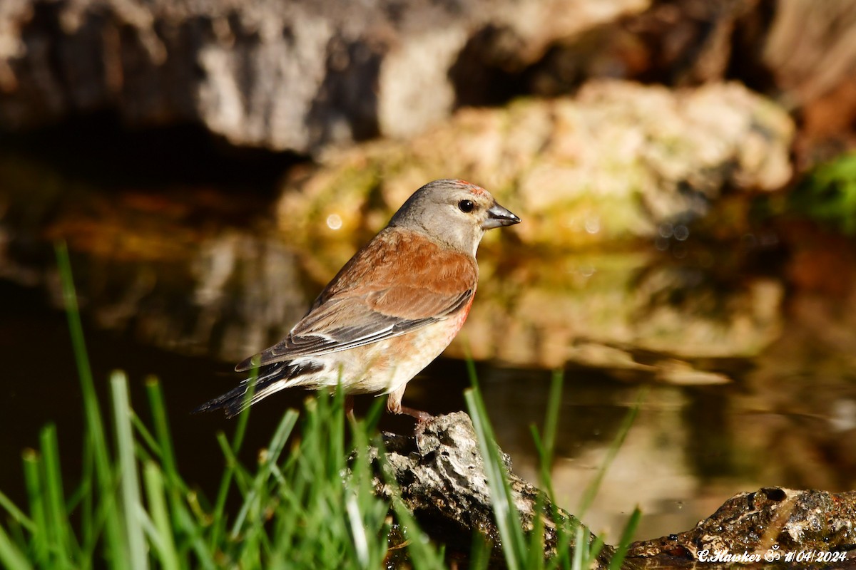 Eurasian Linnet - Carl  Hawker