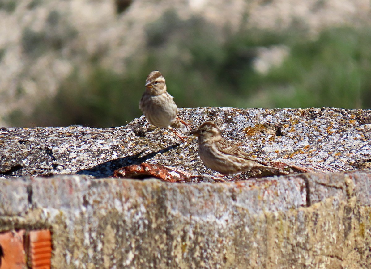 Rock Sparrow - ML617516447