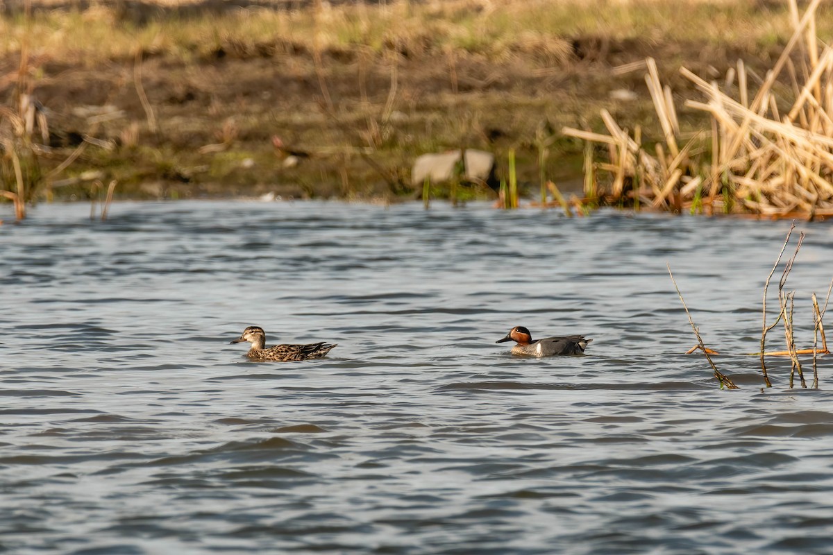 Green-winged Teal - Darryl Ryan