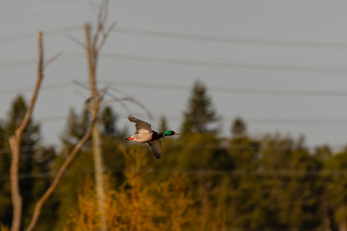 Mallard - Darryl Ryan