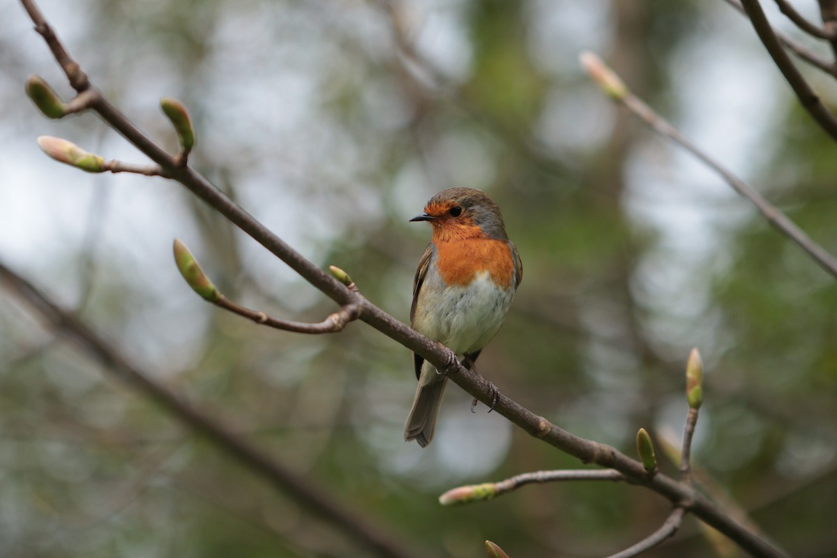 červenka obecná - ML617516461