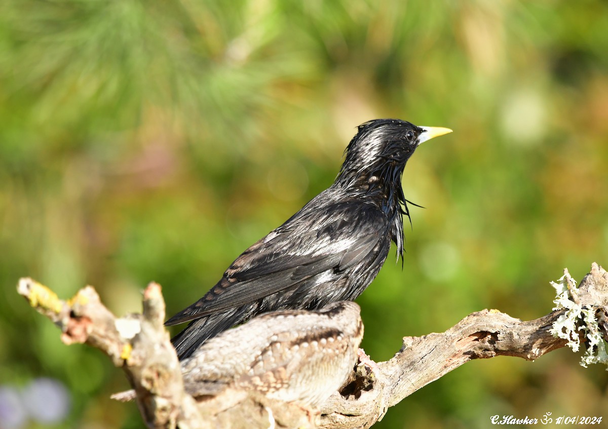 Spotless Starling - Carl  Hawker