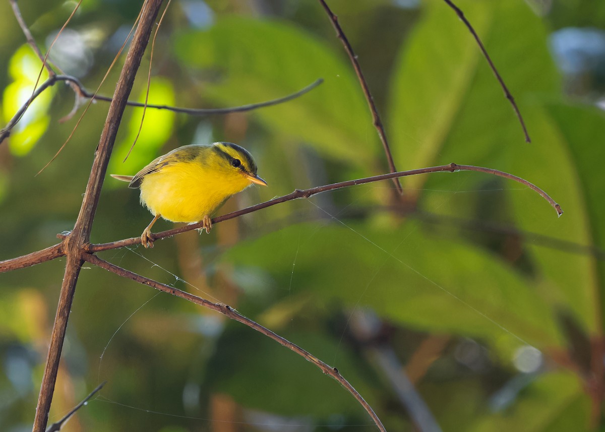 Sulphur-breasted Warbler - Ayuwat Jearwattanakanok