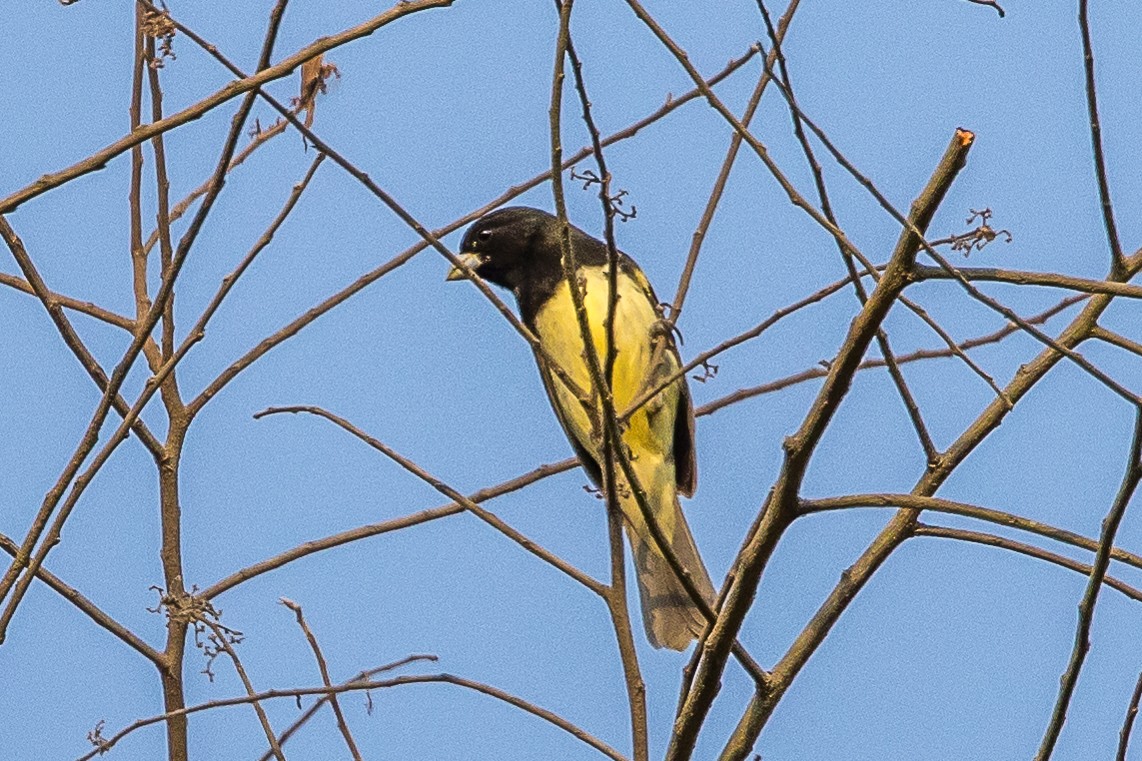 Yellow-bellied Seedeater - Paul Budde