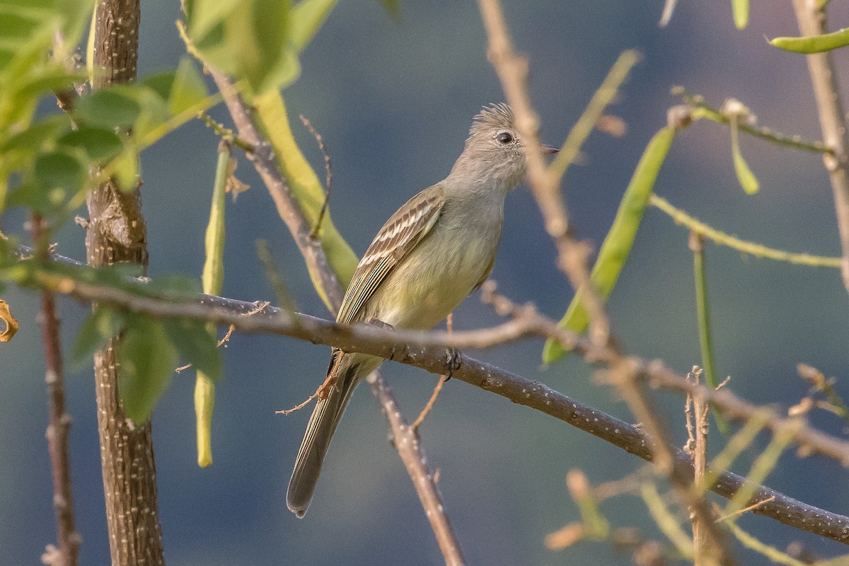 Yellow-bellied Elaenia - Paul Budde