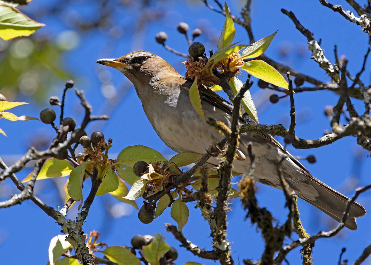 Gray-sided Thrush - ML617516589