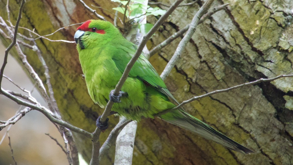 Red-crowned Parakeet - ML617516602