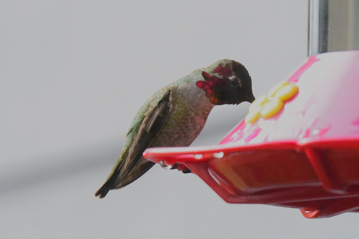 Anna's Hummingbird - ML617516610