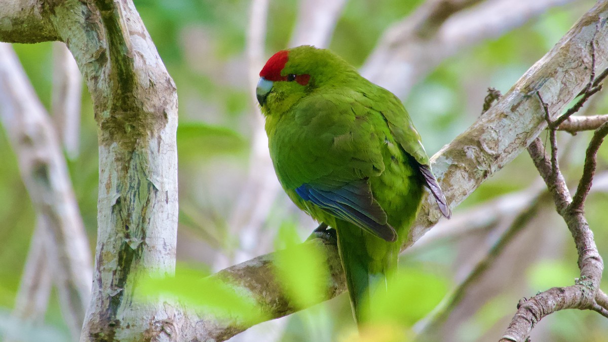 Red-crowned Parakeet - ML617516619