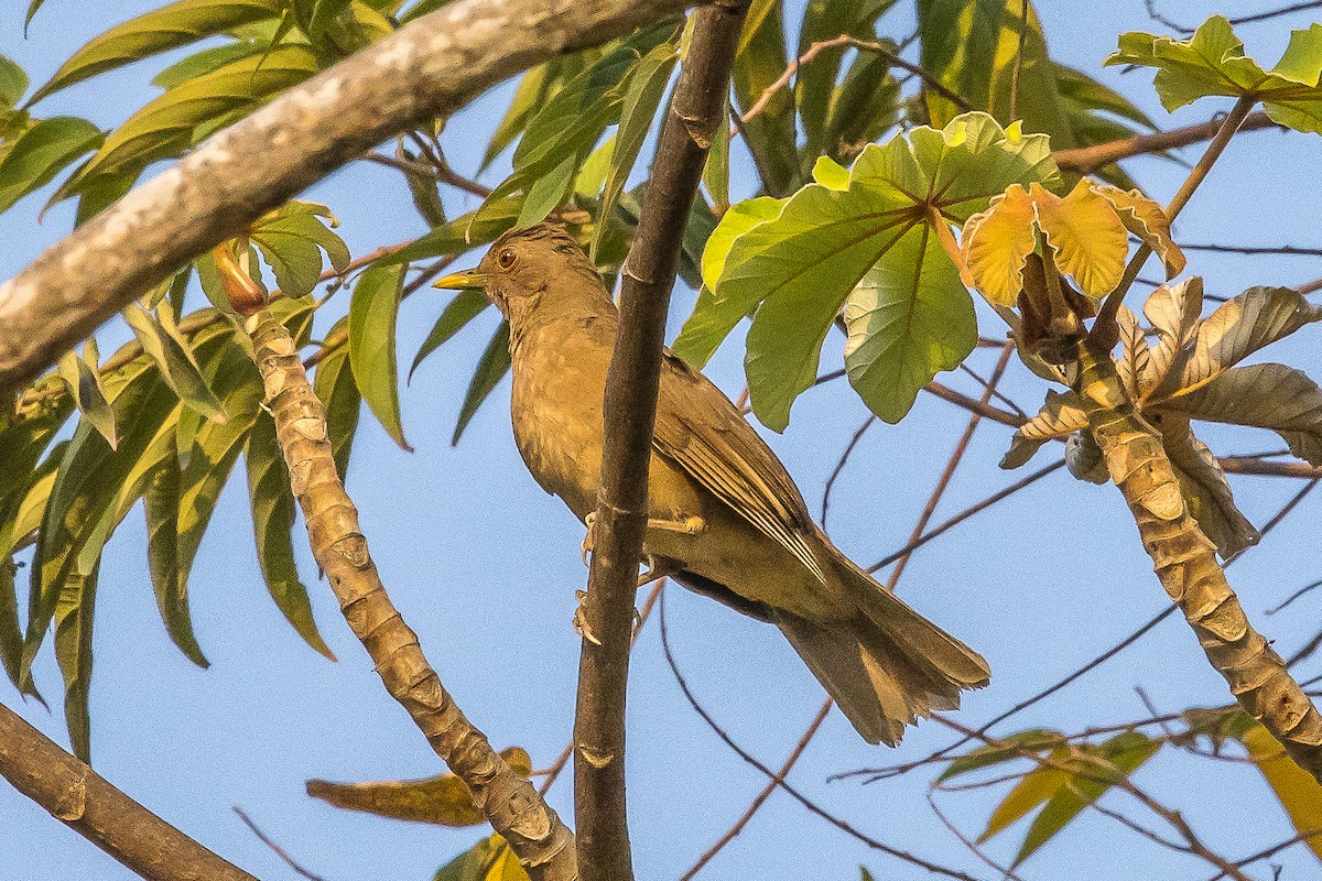 Clay-colored Thrush - Paul Budde