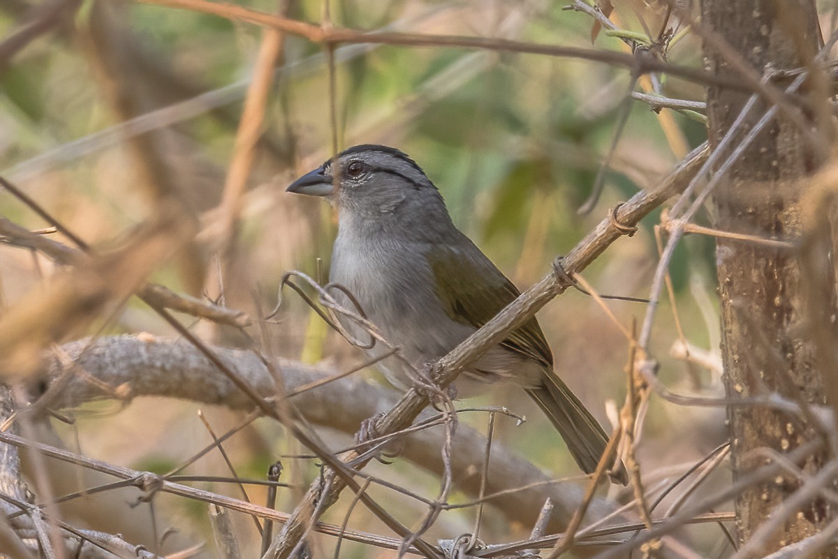 Black-striped Sparrow - Paul Budde